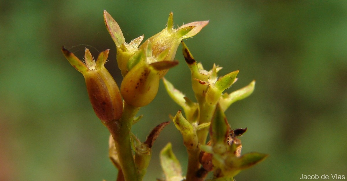 Knoxia spicata (Thwaites ex Trimen) Ridsdale